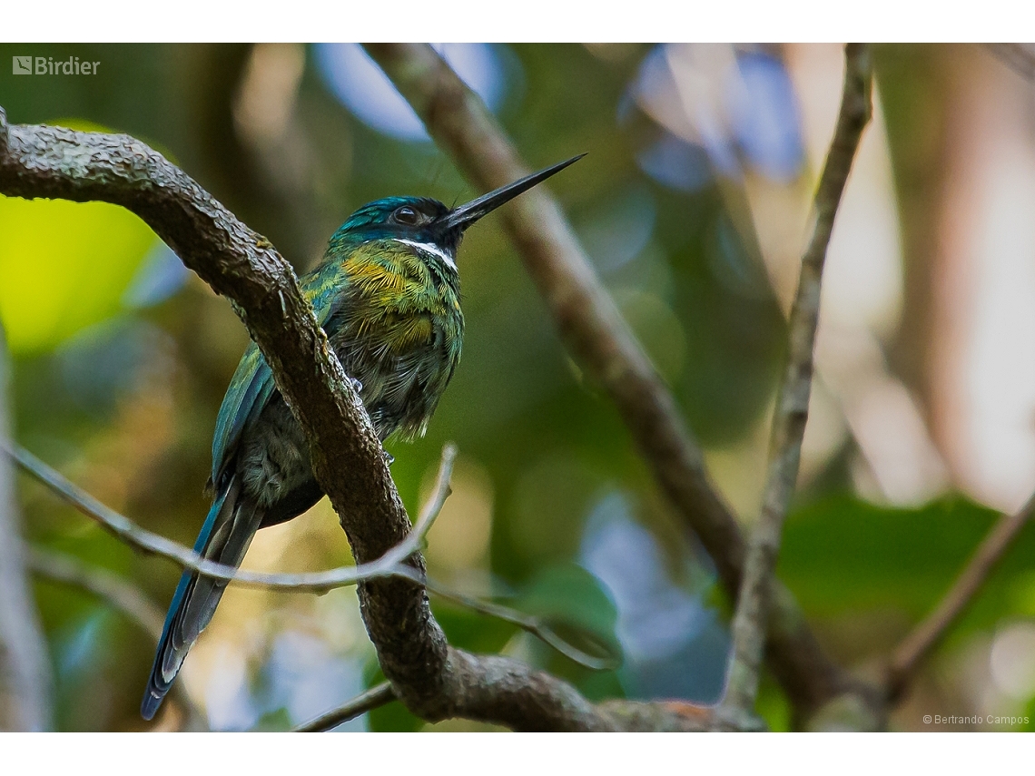 Galbula leucogastra
