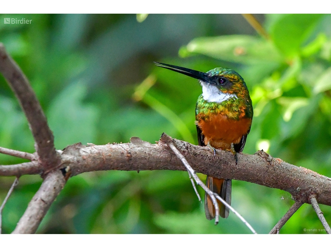 Galbula ruficauda