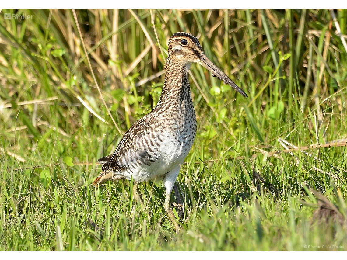 Gallinago paraguaiae
