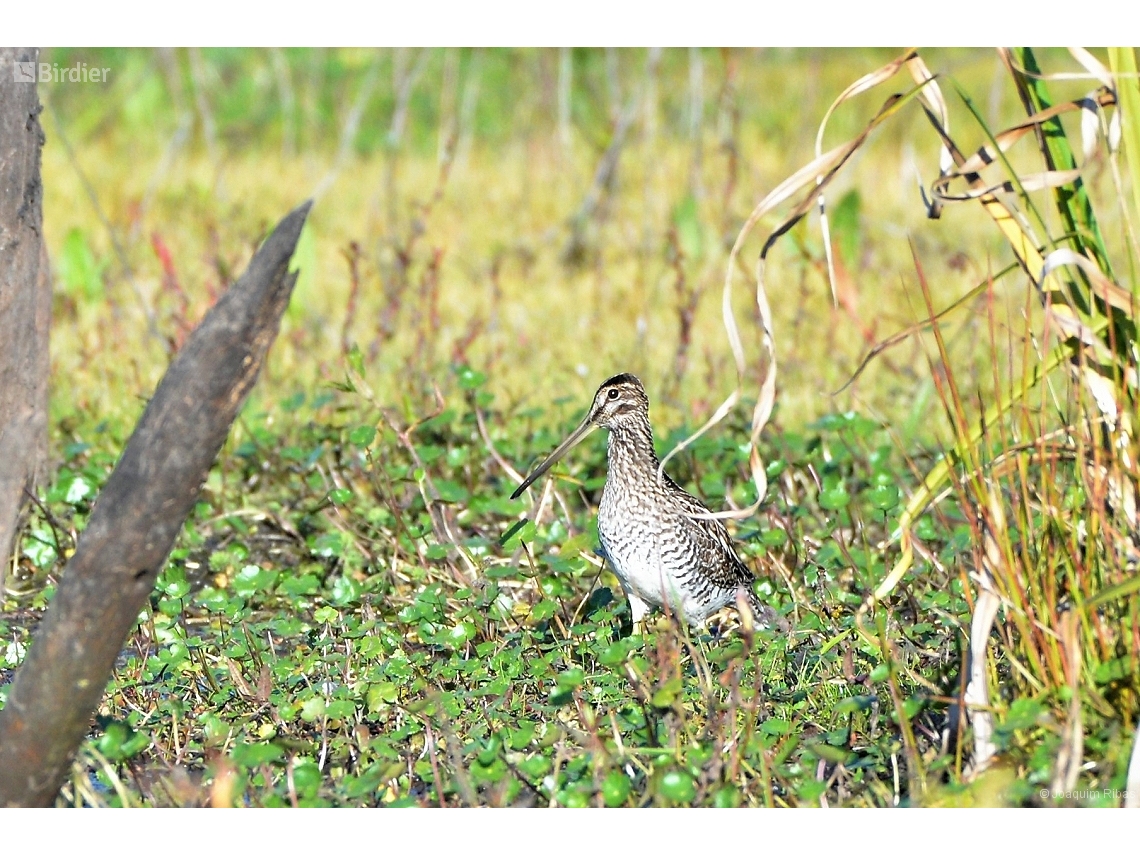 Gallinago paraguaiae