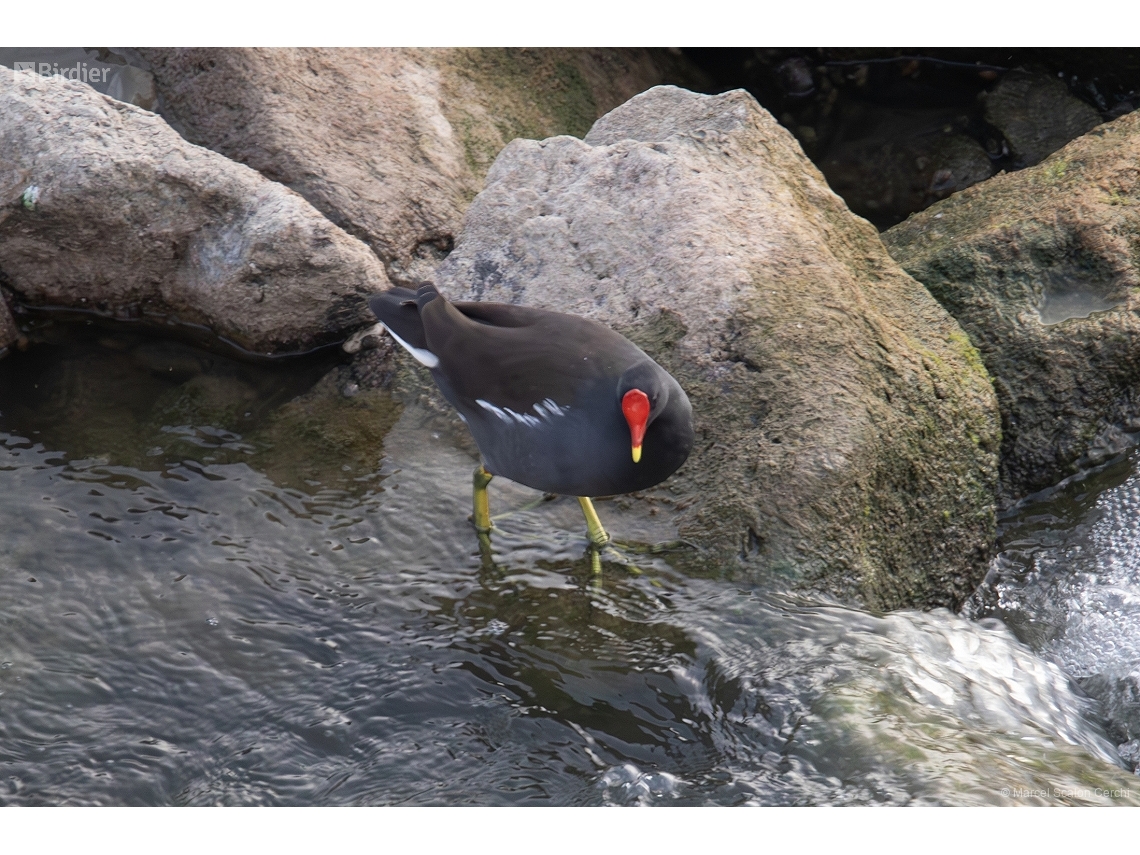 Gallinula chloropus