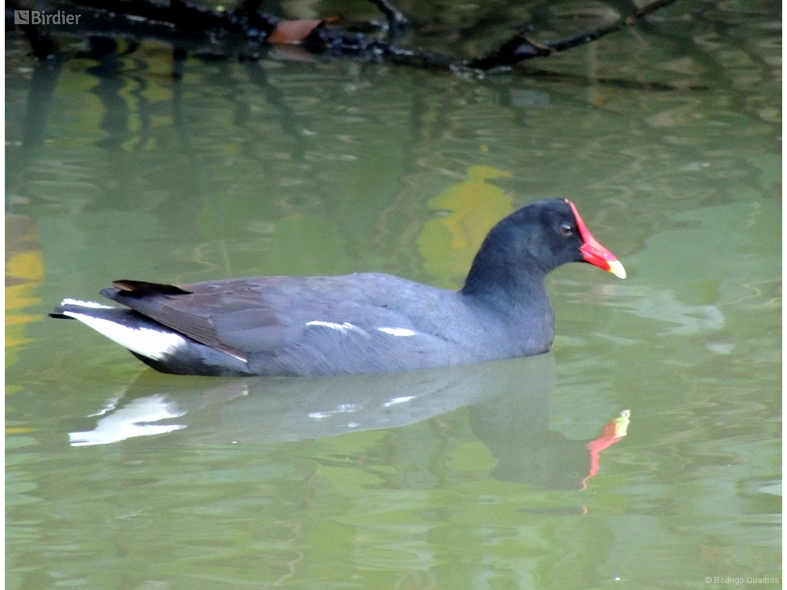 Gallinula galeata
