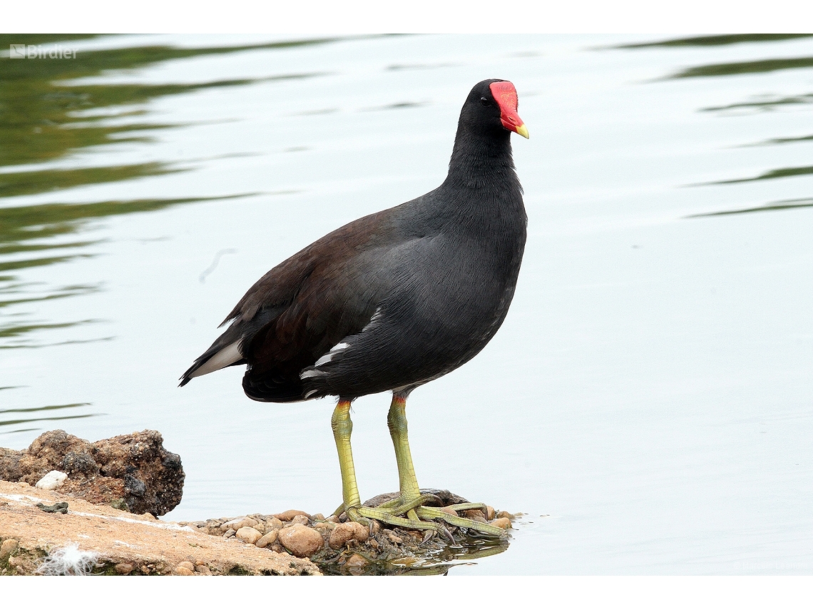 Gallinula galeata