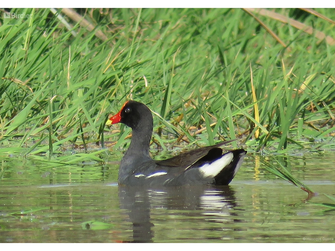Gallinula galeata