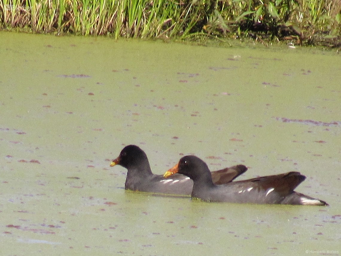 Gallinula galeata