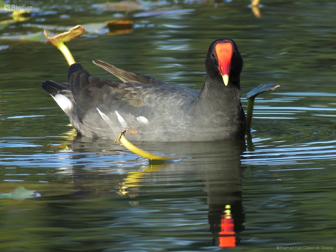 Gallinula galeata