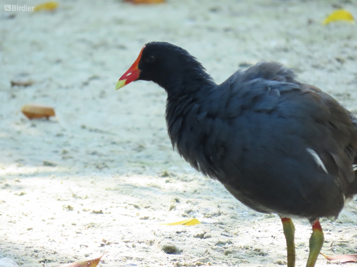 Gallinula galeata