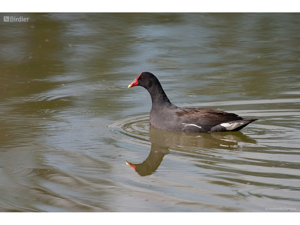 Gallinula galeata