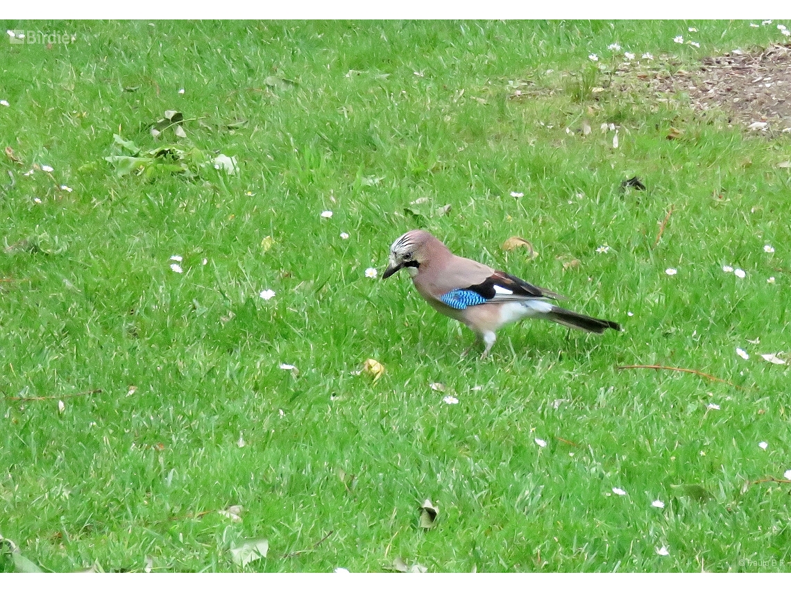 Garrulus glandarius