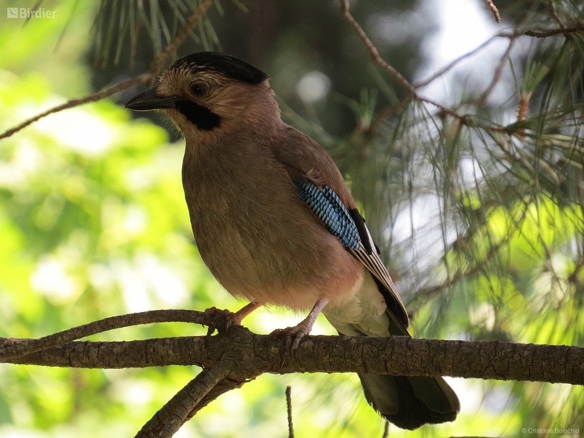 Garrulus glandarius
