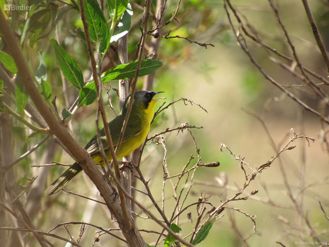 Geothlypis aequinoctialis
