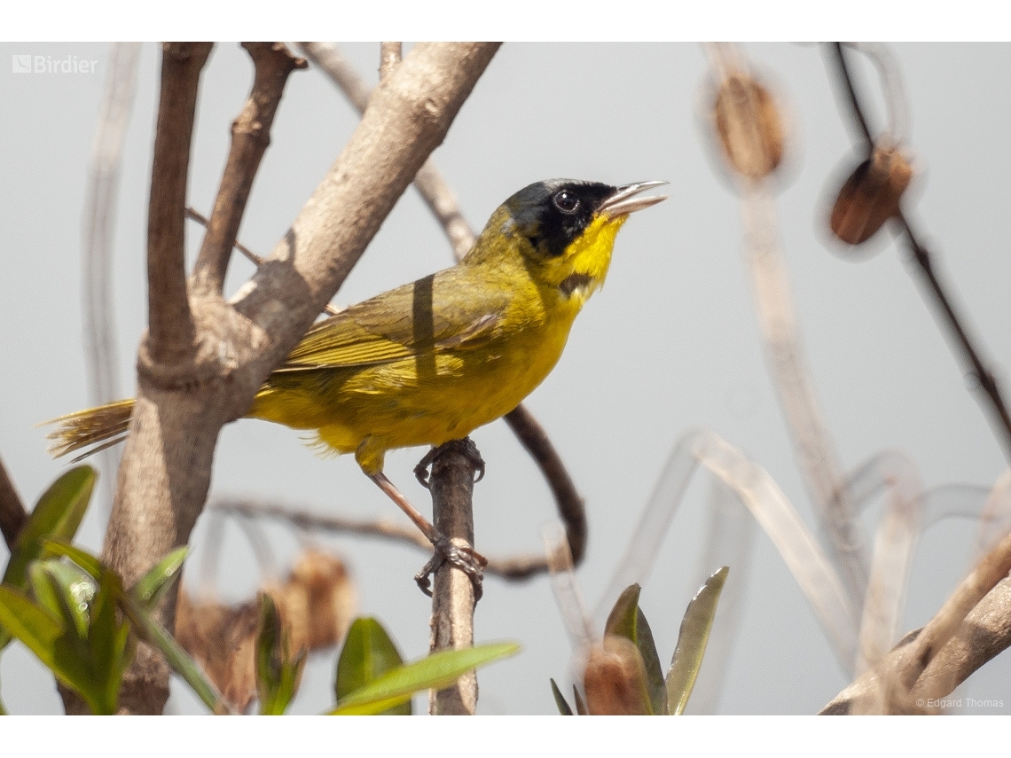 Geothlypis aequinoctialis