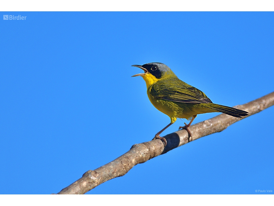 Geothlypis aequinoctialis