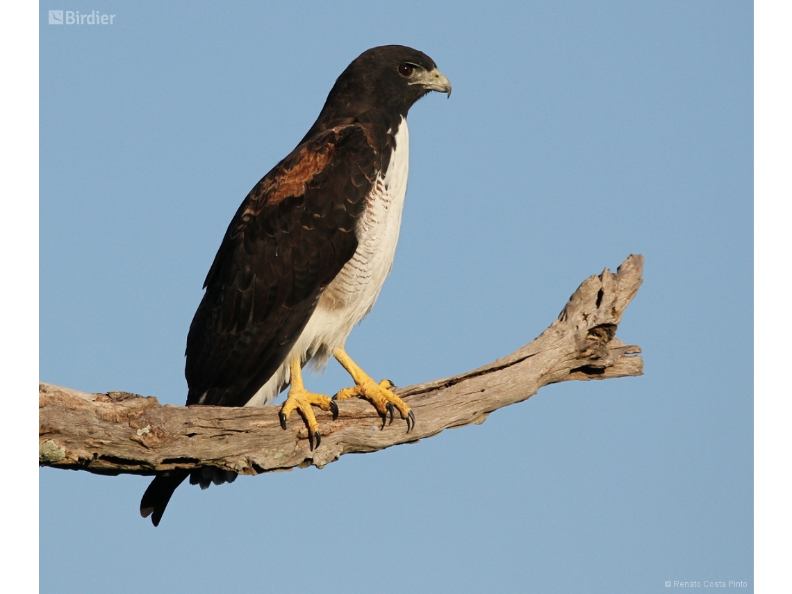 Geranoaetus albicaudatus