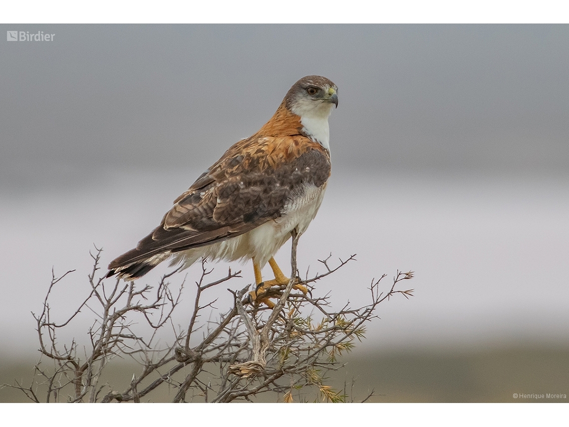 Geranoaetus polyosoma