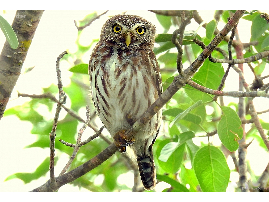 Glaucidium brasilianum