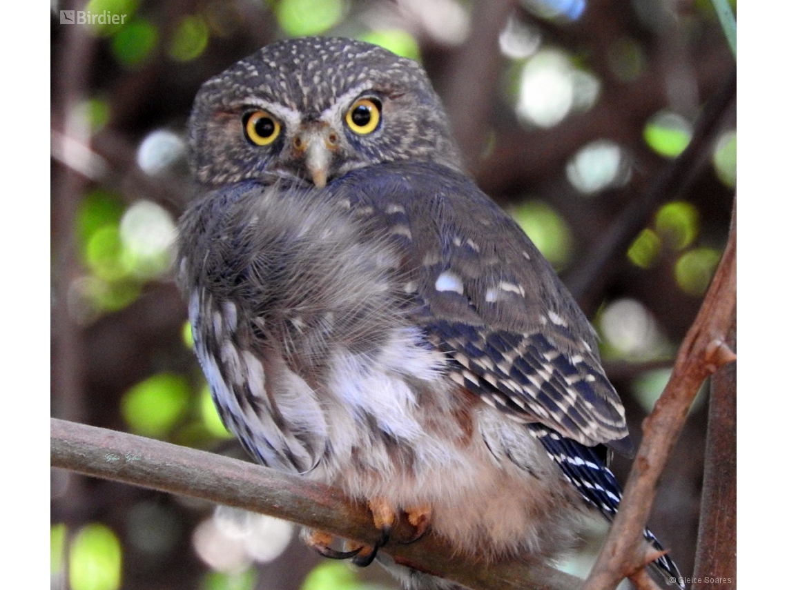 Glaucidium brasilianum
