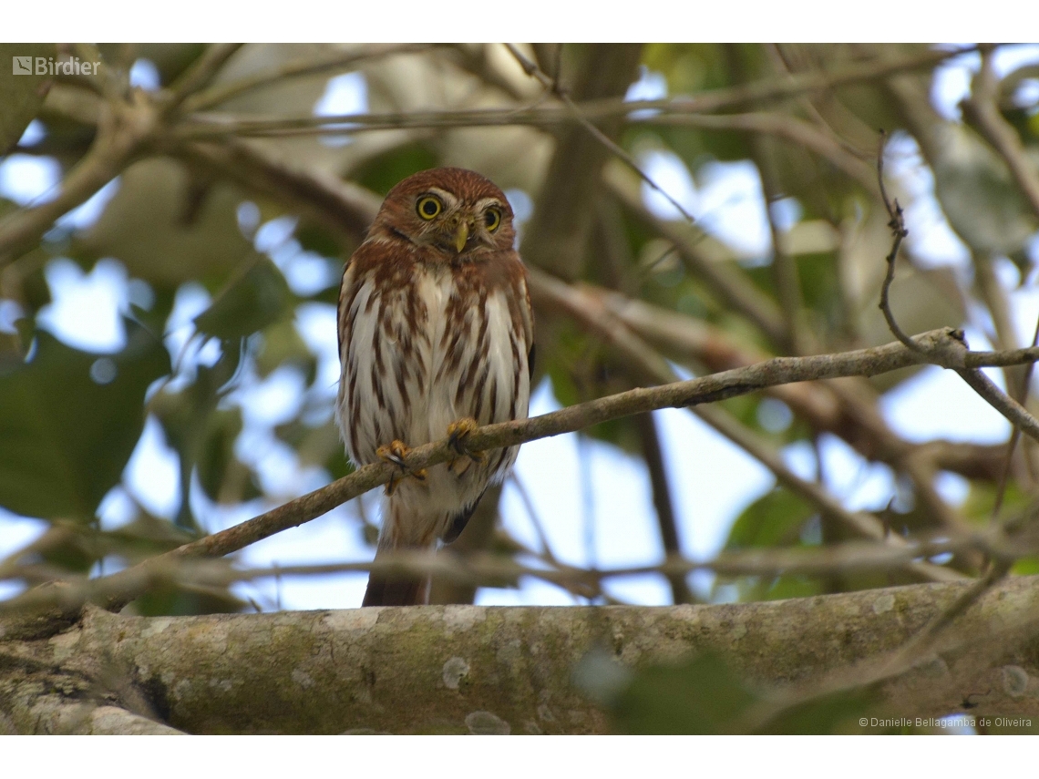 Glaucidium brasilianum