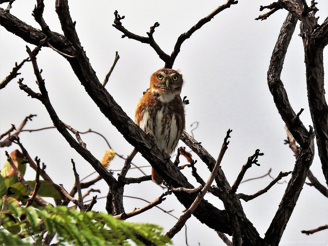 Glaucidium brasilianum