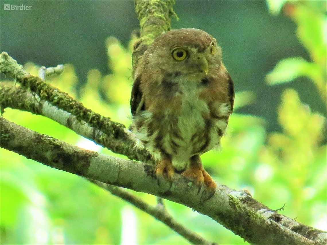 Glaucidium minutissimum