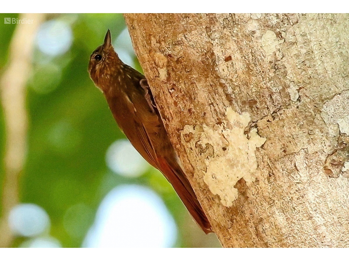 Glyphorynchus spirurus