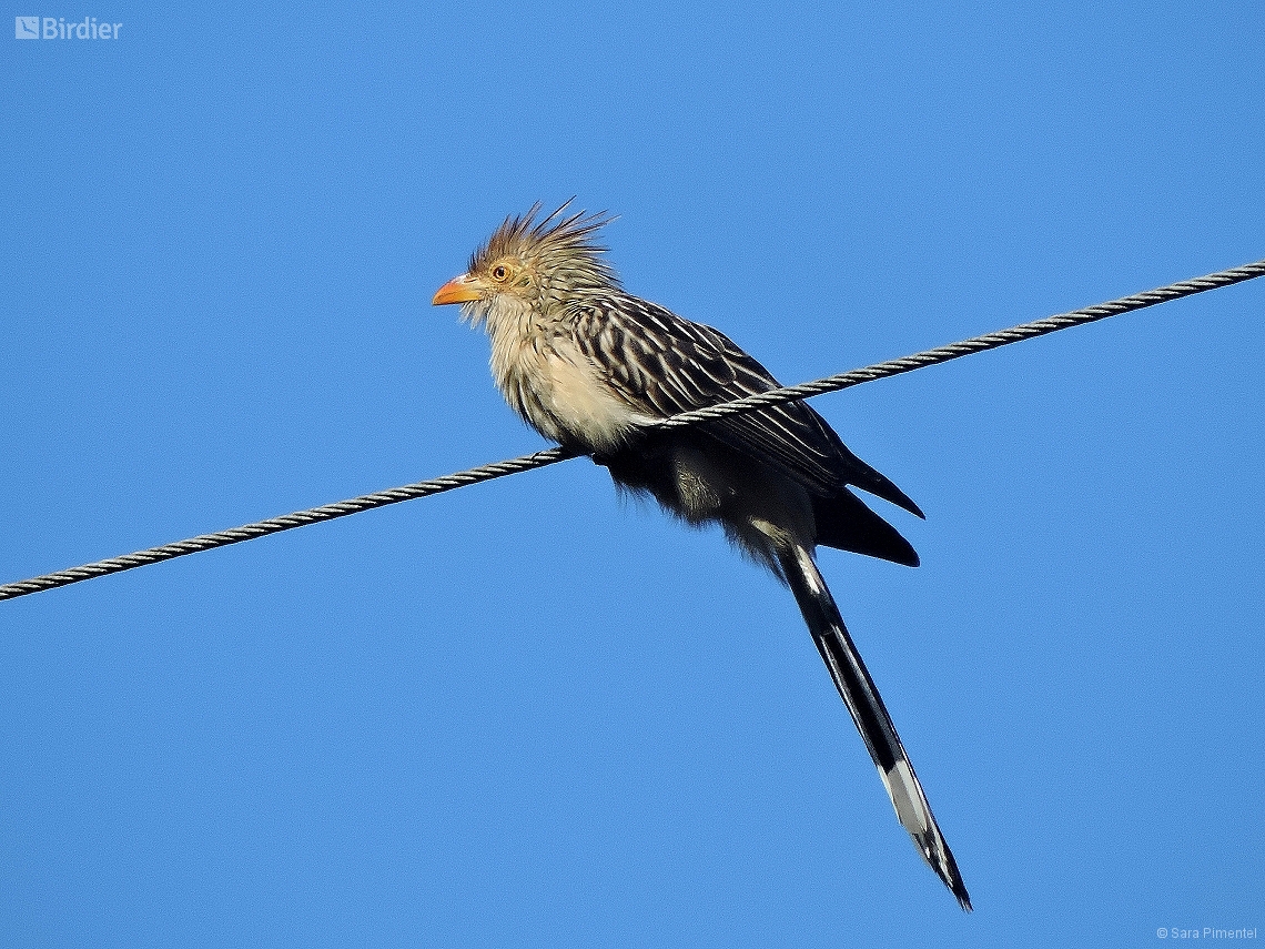 Guira guira