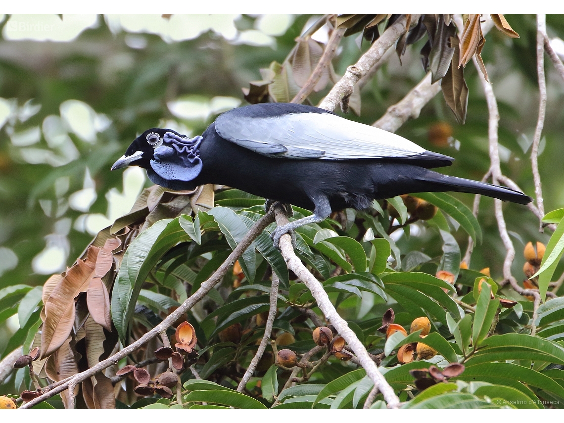 Gymnoderus foetidus