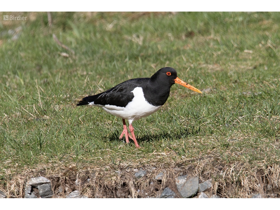 Haematopus ostralegus