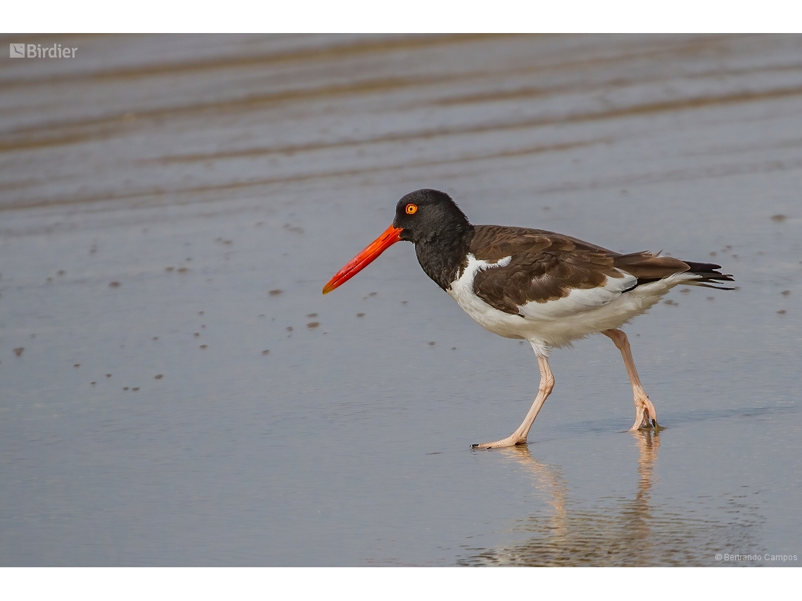 Haematopus palliatus