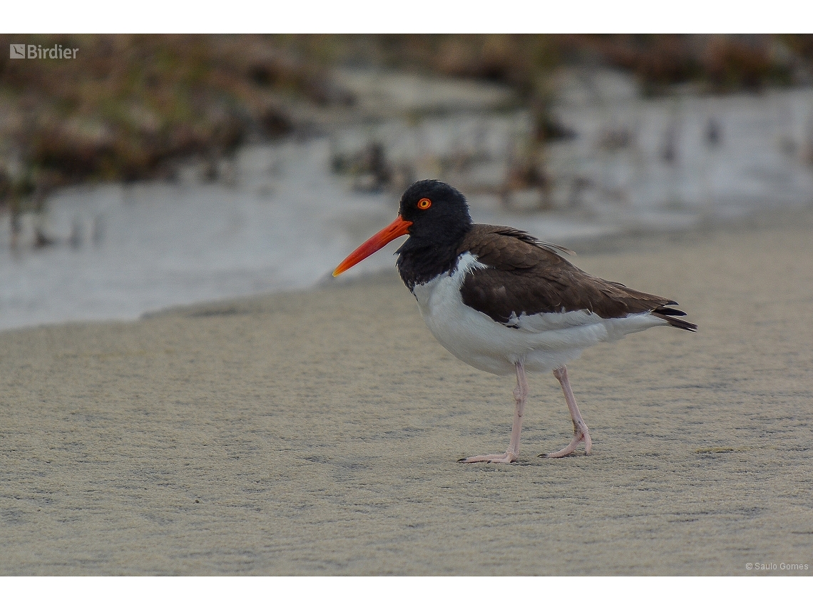 Haematopus palliatus