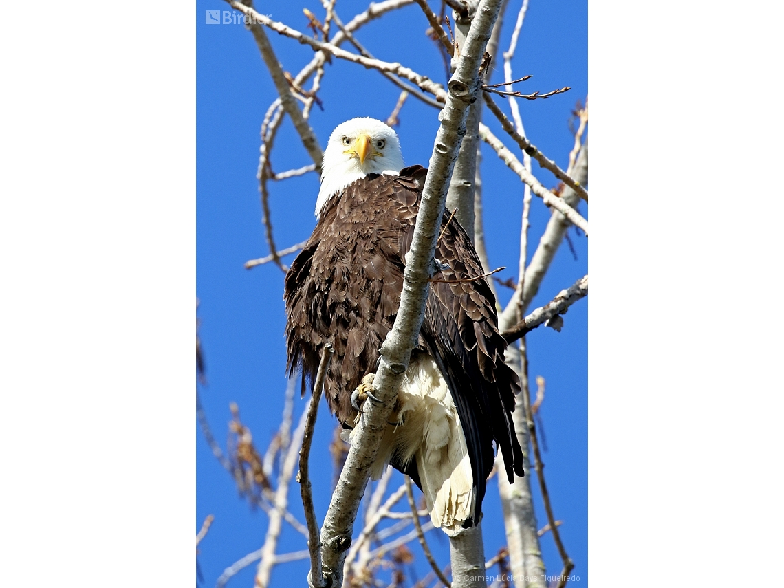 Haliaeetus leucocephalus