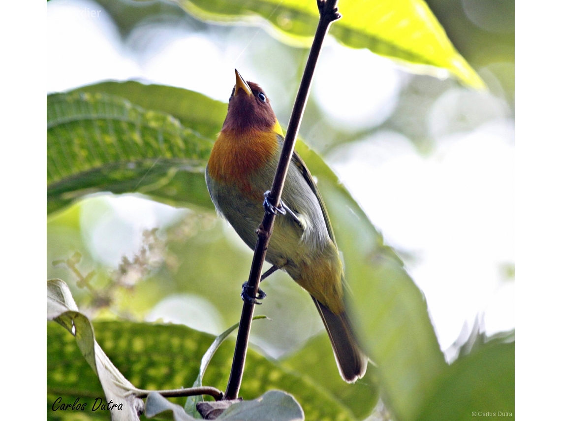 Hemithraupis ruficapilla