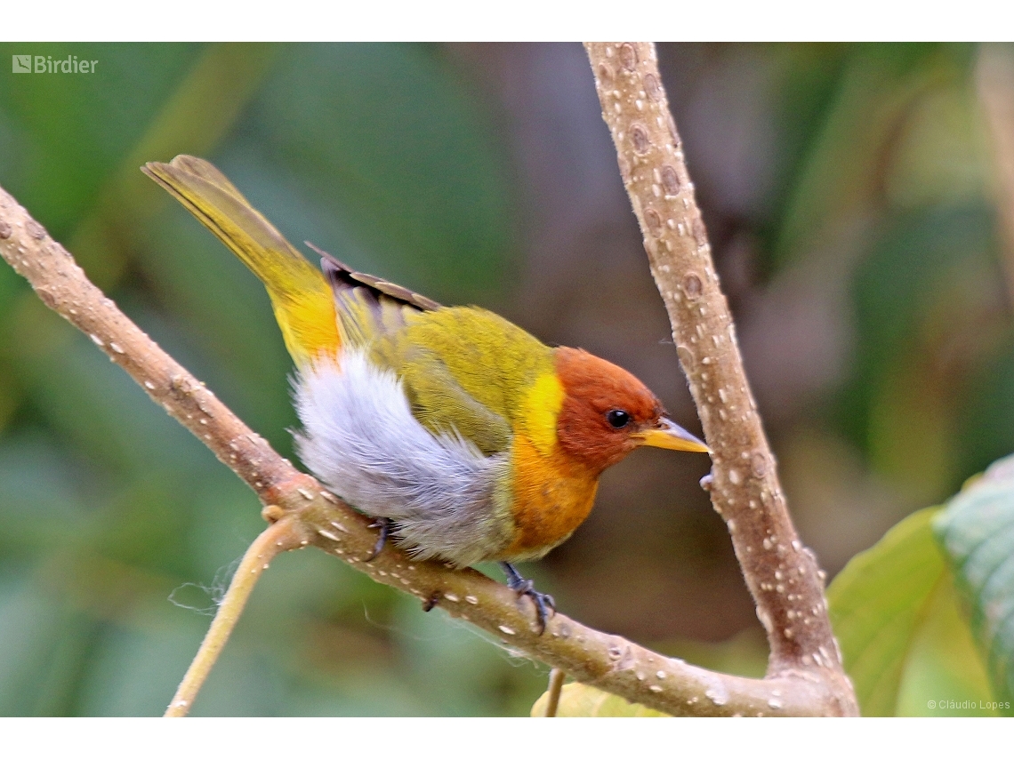 Hemithraupis ruficapilla