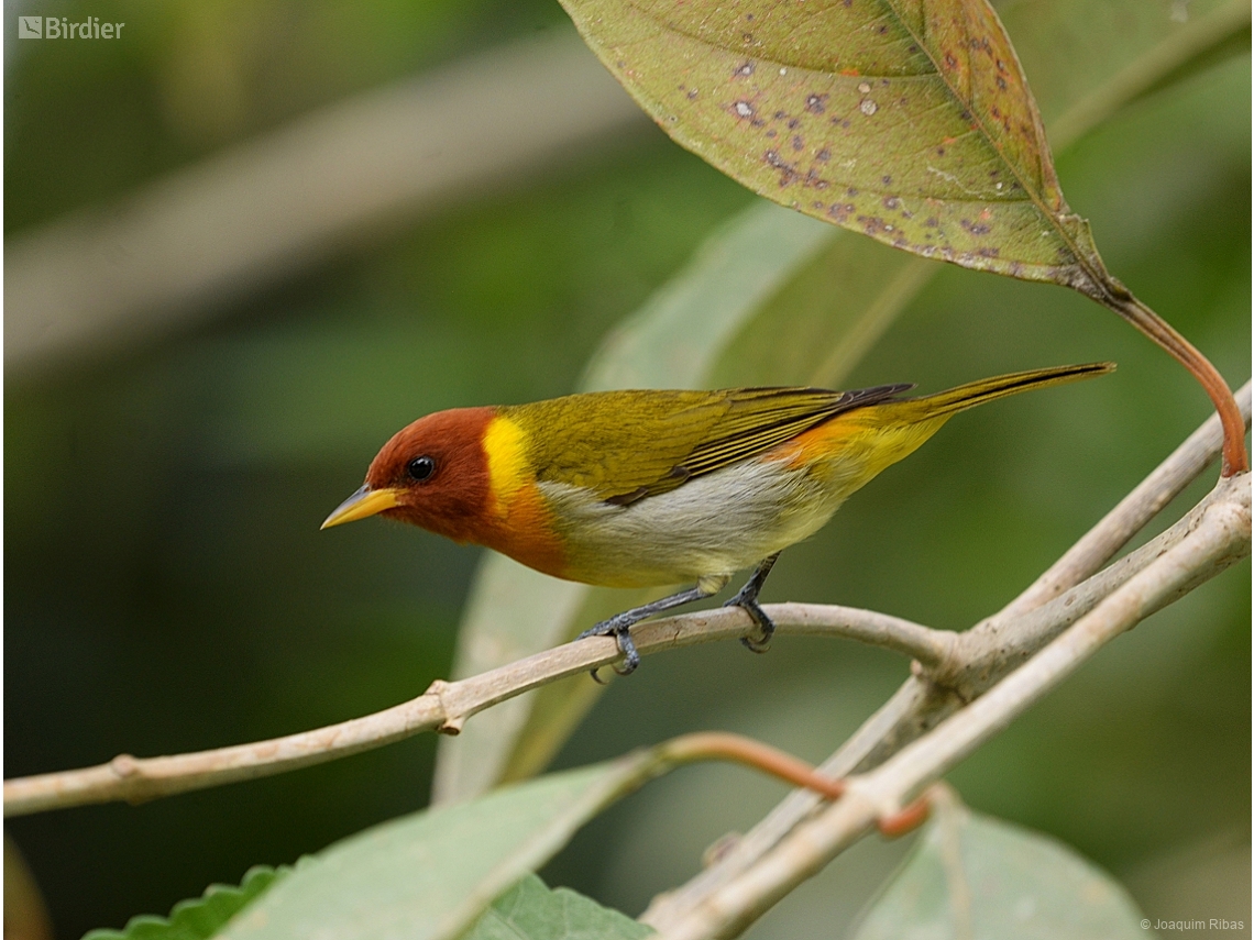 Hemithraupis ruficapilla