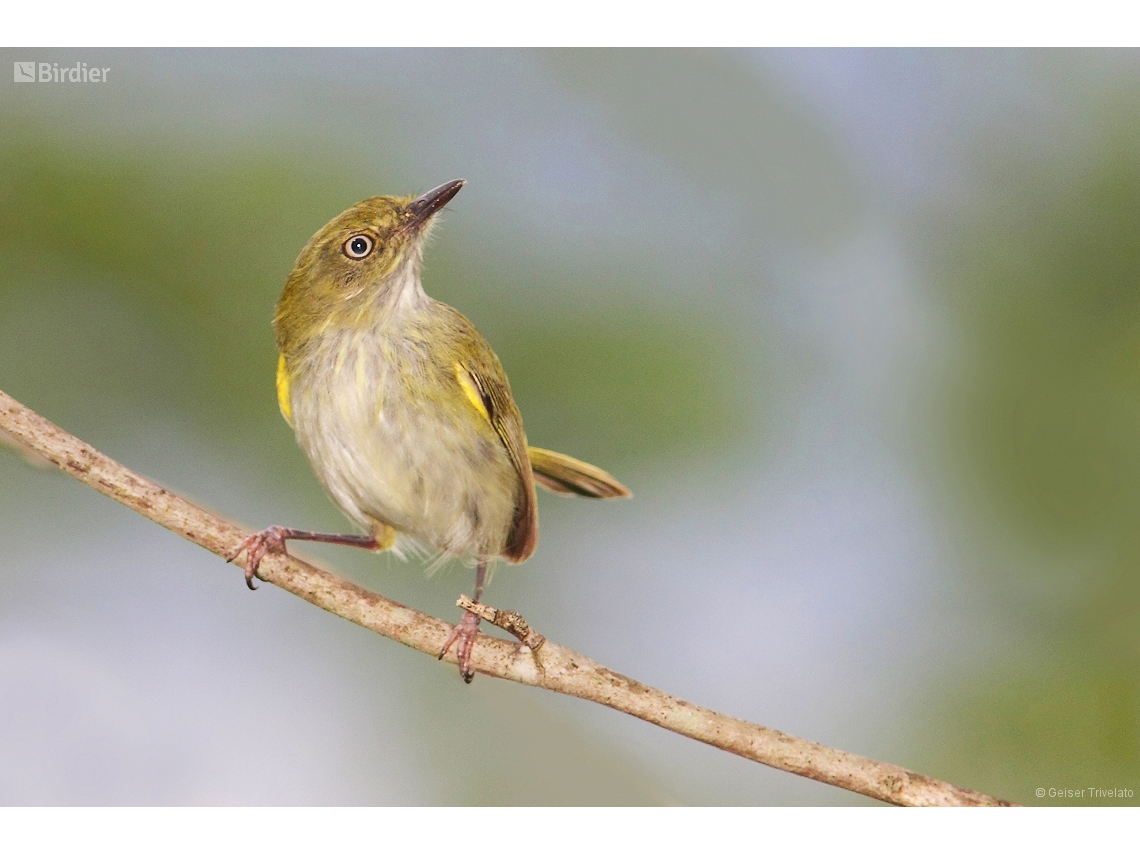 Hemitriccus nidipendulus