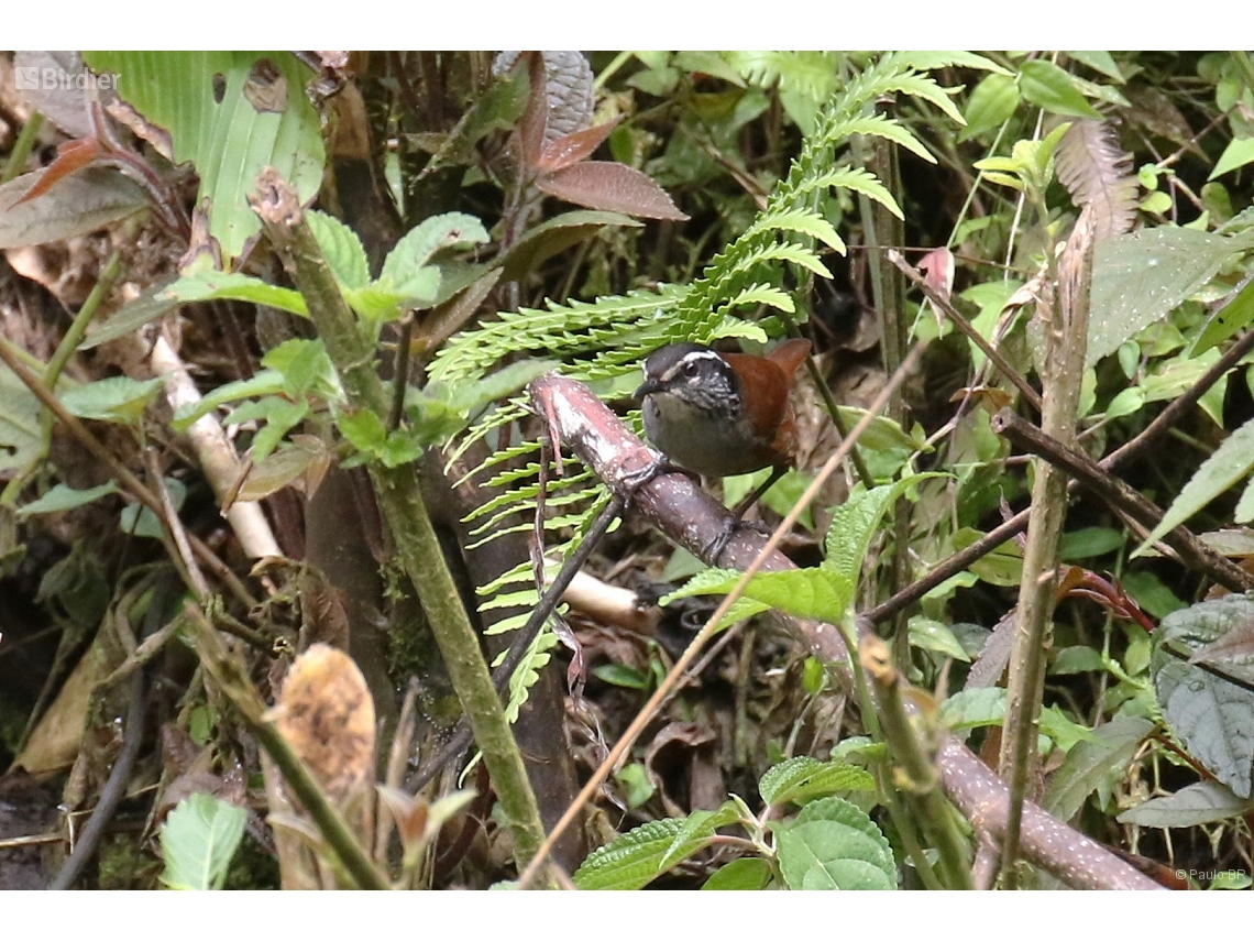 Henicorhina leucophrys