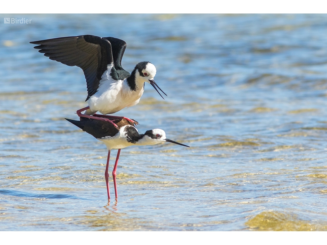 Himantopus melanurus