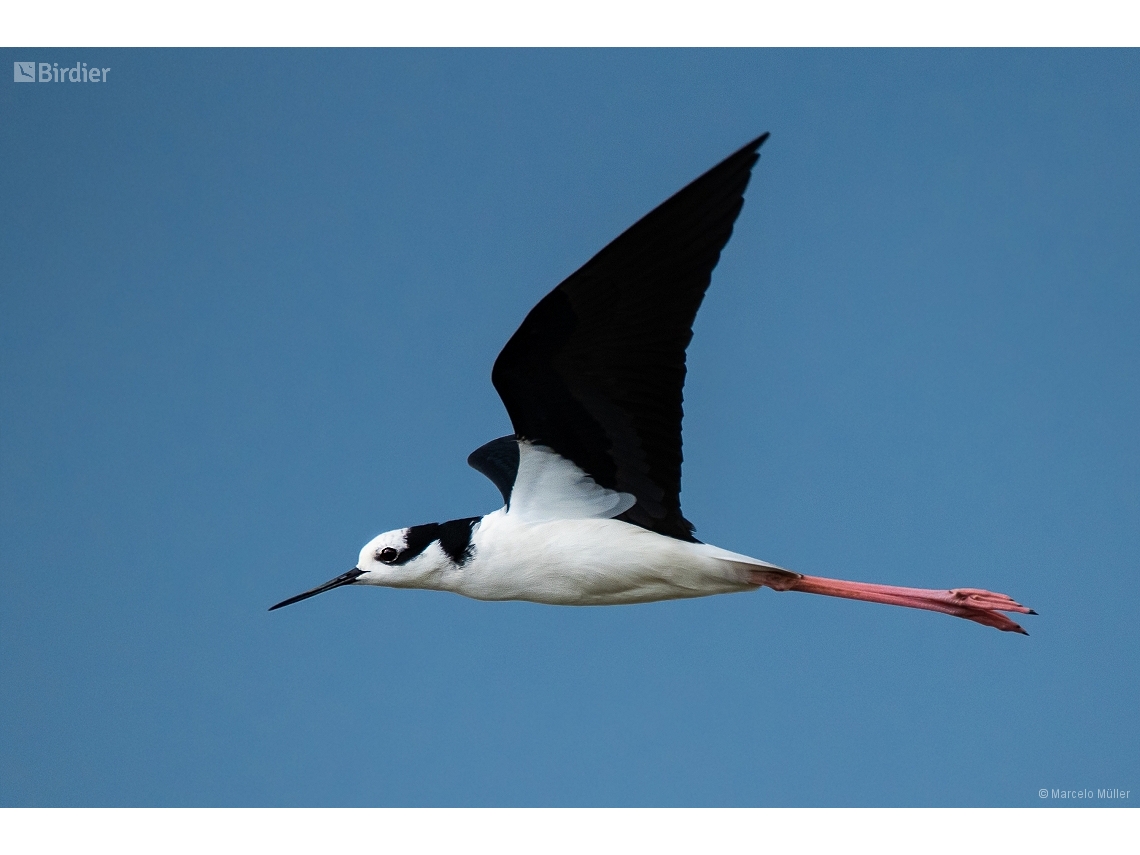 Himantopus melanurus