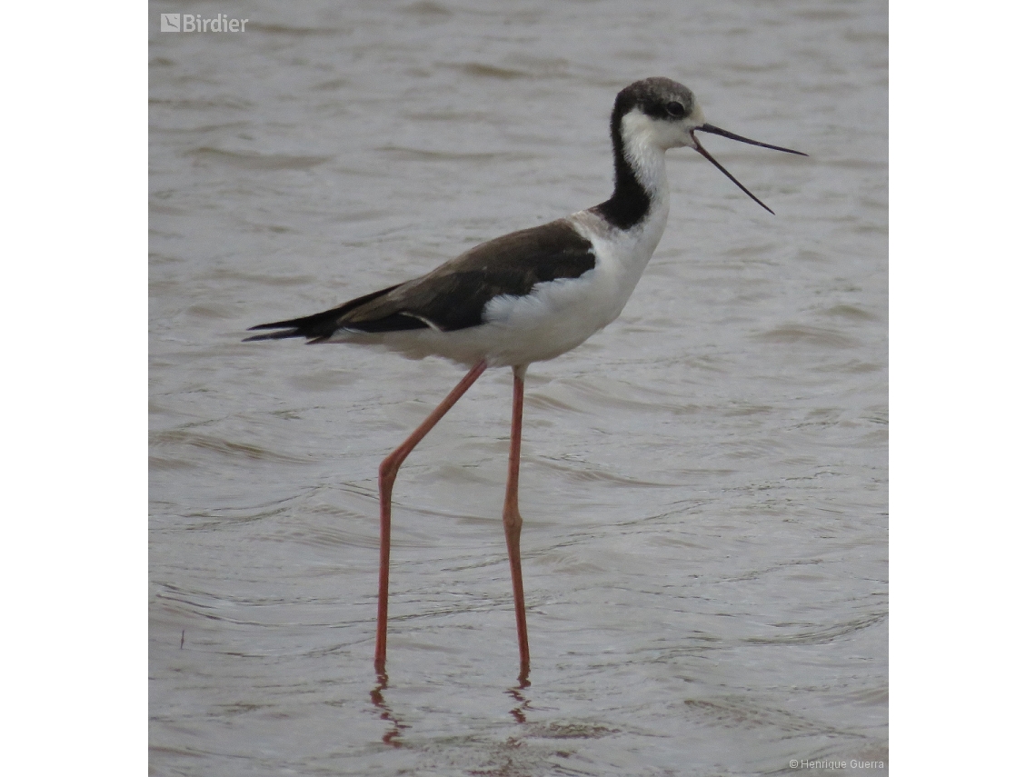 Himantopus melanurus