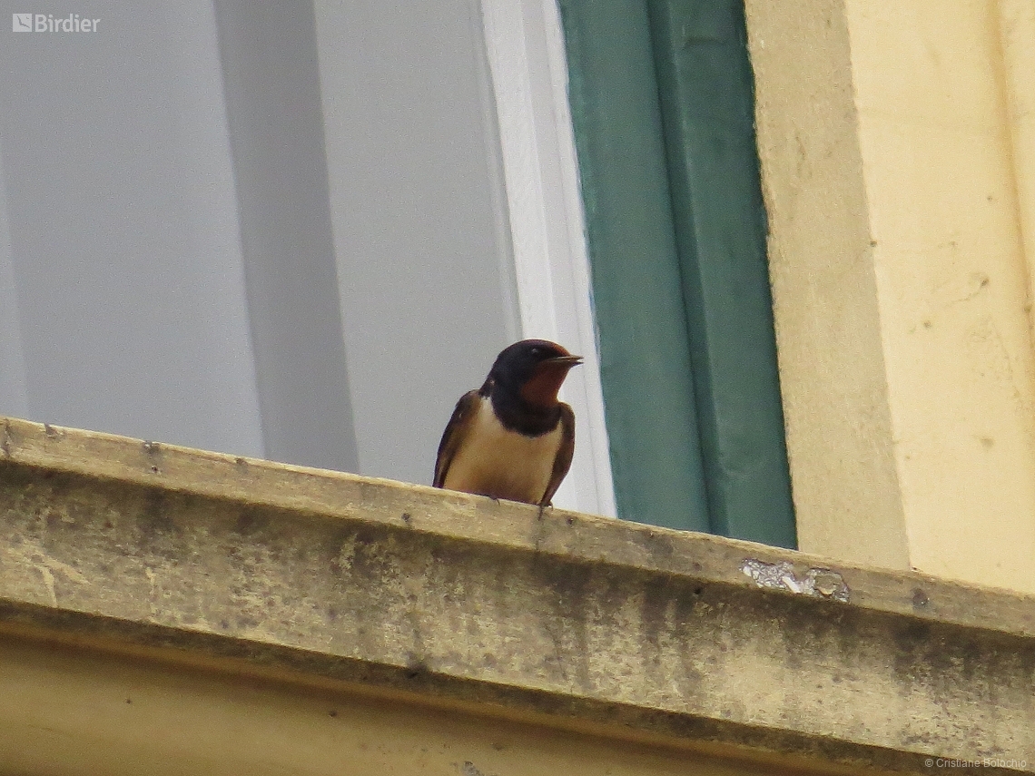 Hirundo rustica