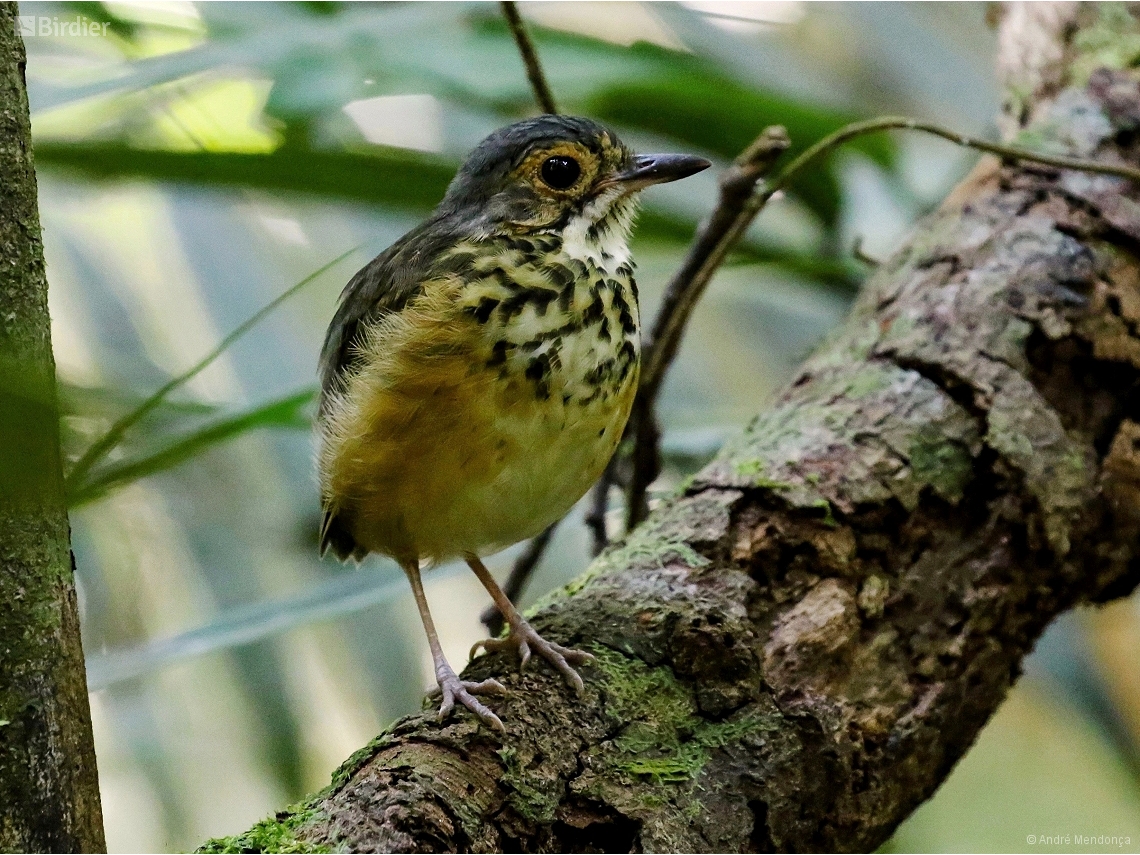 Hylopezus macularius