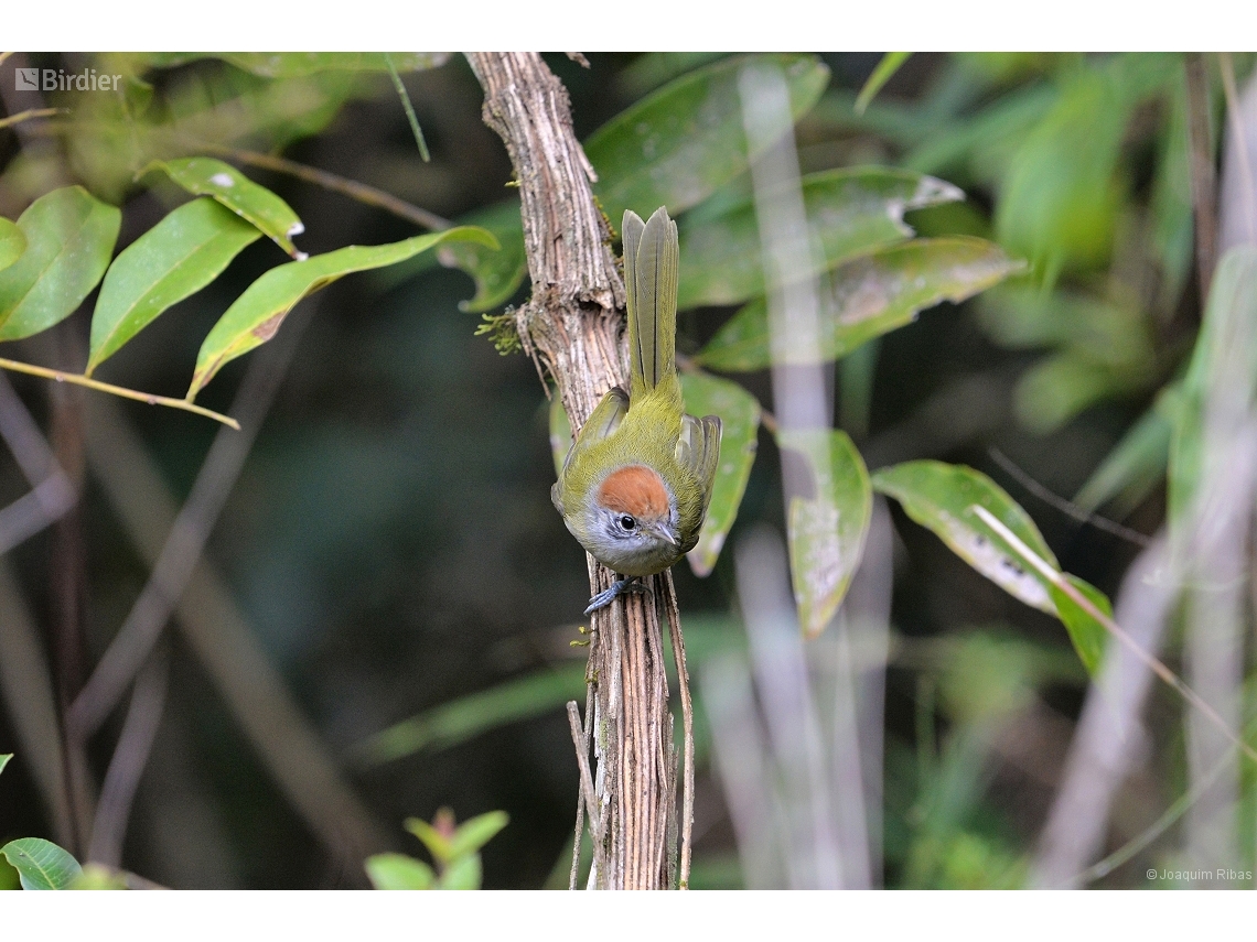 Hylophilus poicilotis