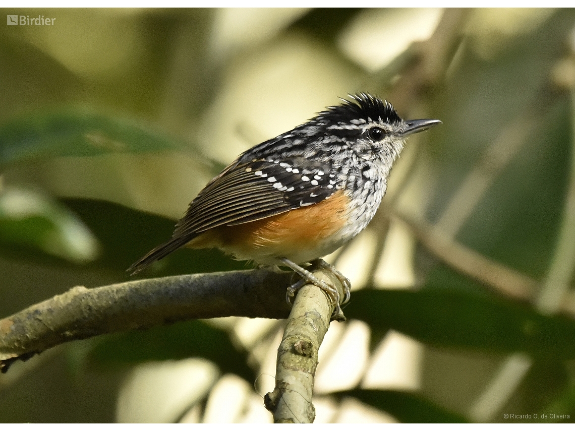 Hypocnemis peruviana