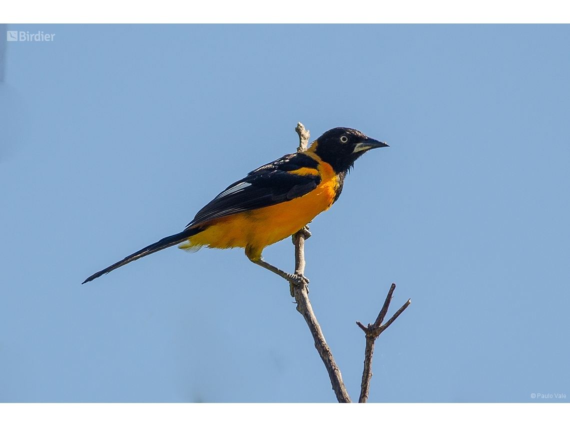 Icterus jamacaii