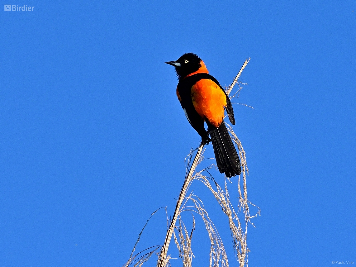 Icterus jamacaii