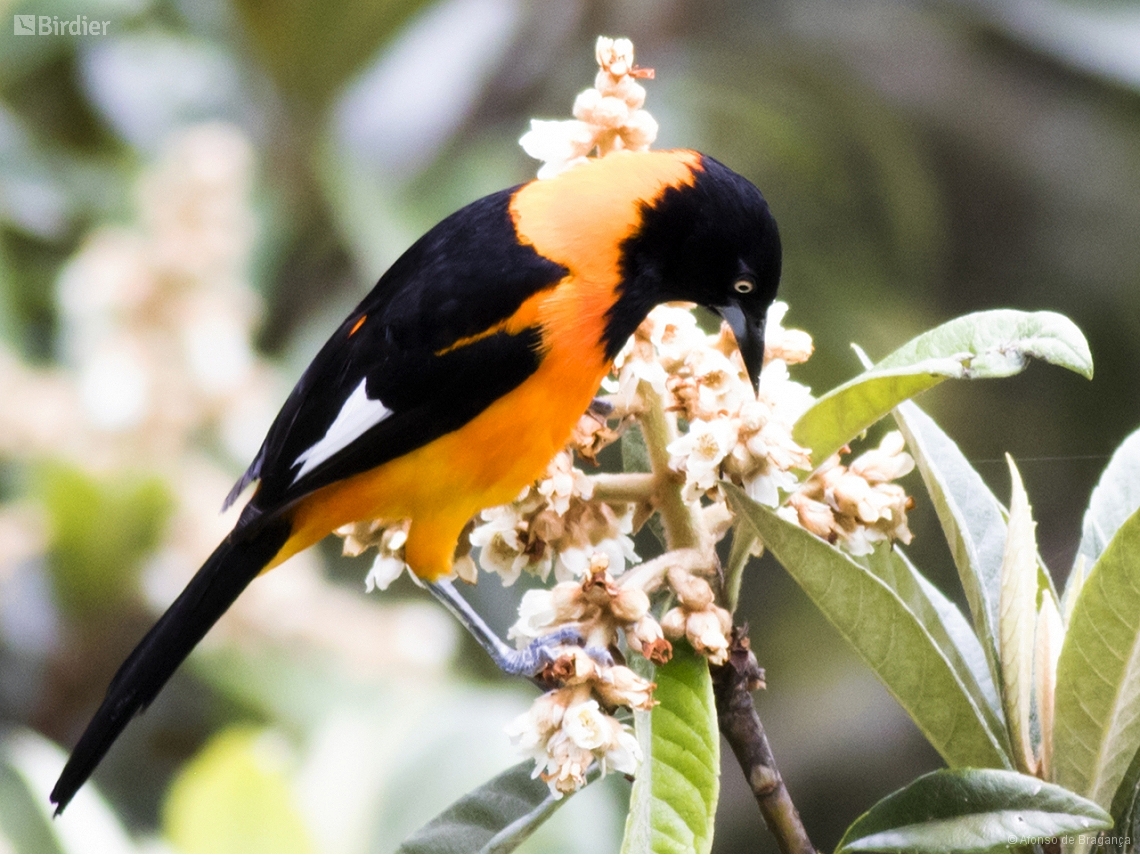 Icterus jamacaii