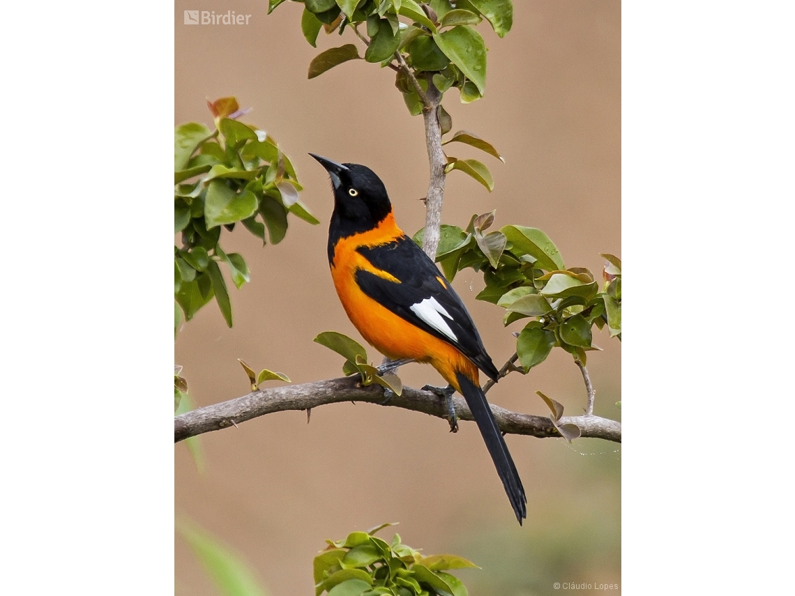 Icterus jamacaii