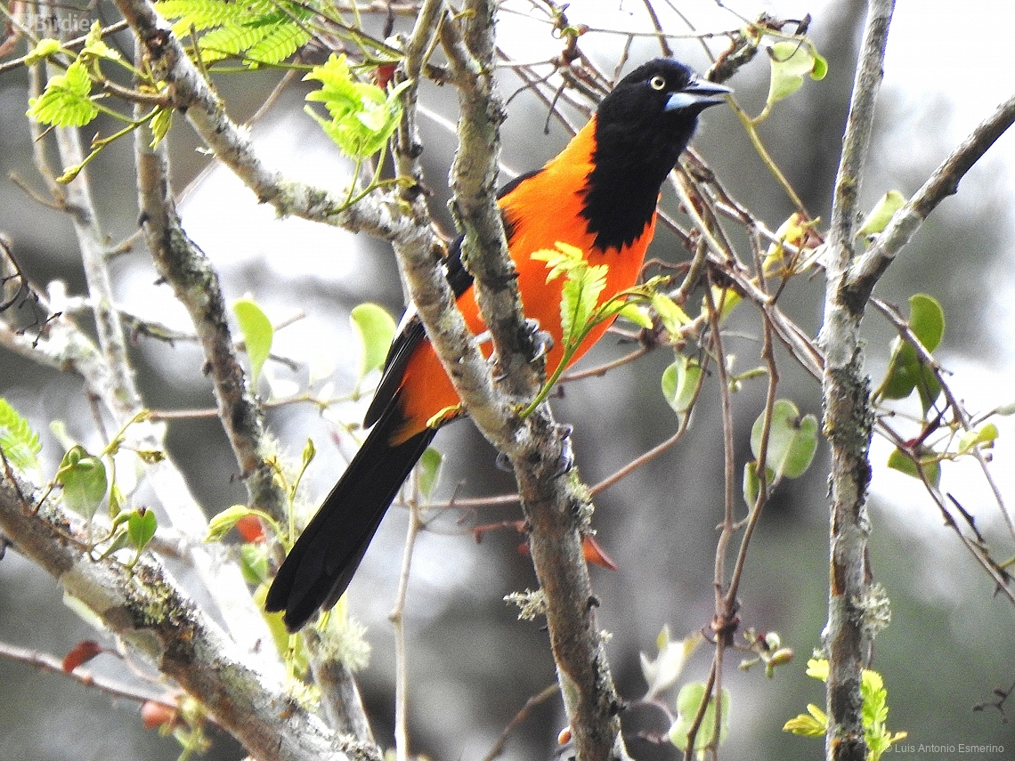 Icterus jamacaii
