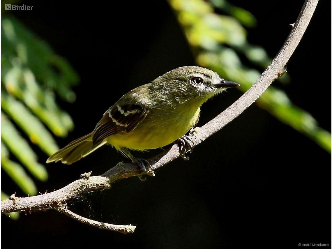 Inezia subflava