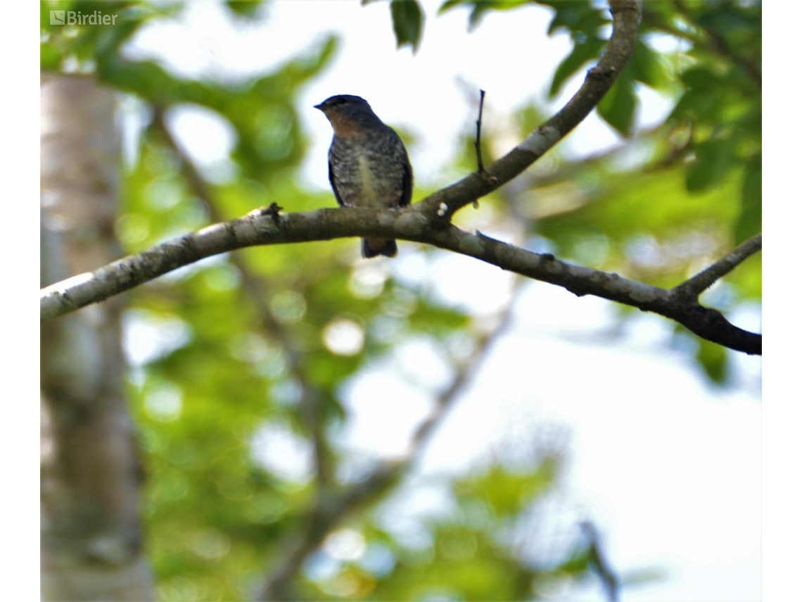 Iodopleura pipra